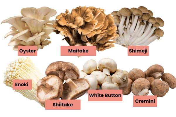 labeled various mushrooms.