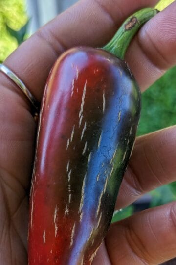red jalapeno held in hand.