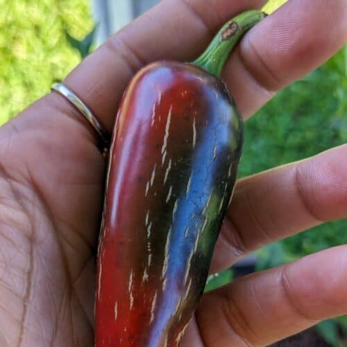 red jalapeno held in hand.