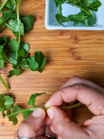 two hands holding a sprig of cilantro while pinching it at the last leaf on a cutting board with a small container of picked cilantro