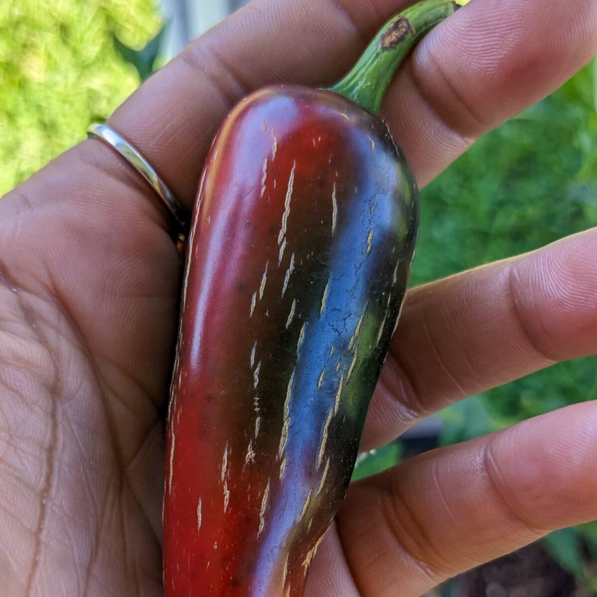 The Scoville Scale For Chili Peppers