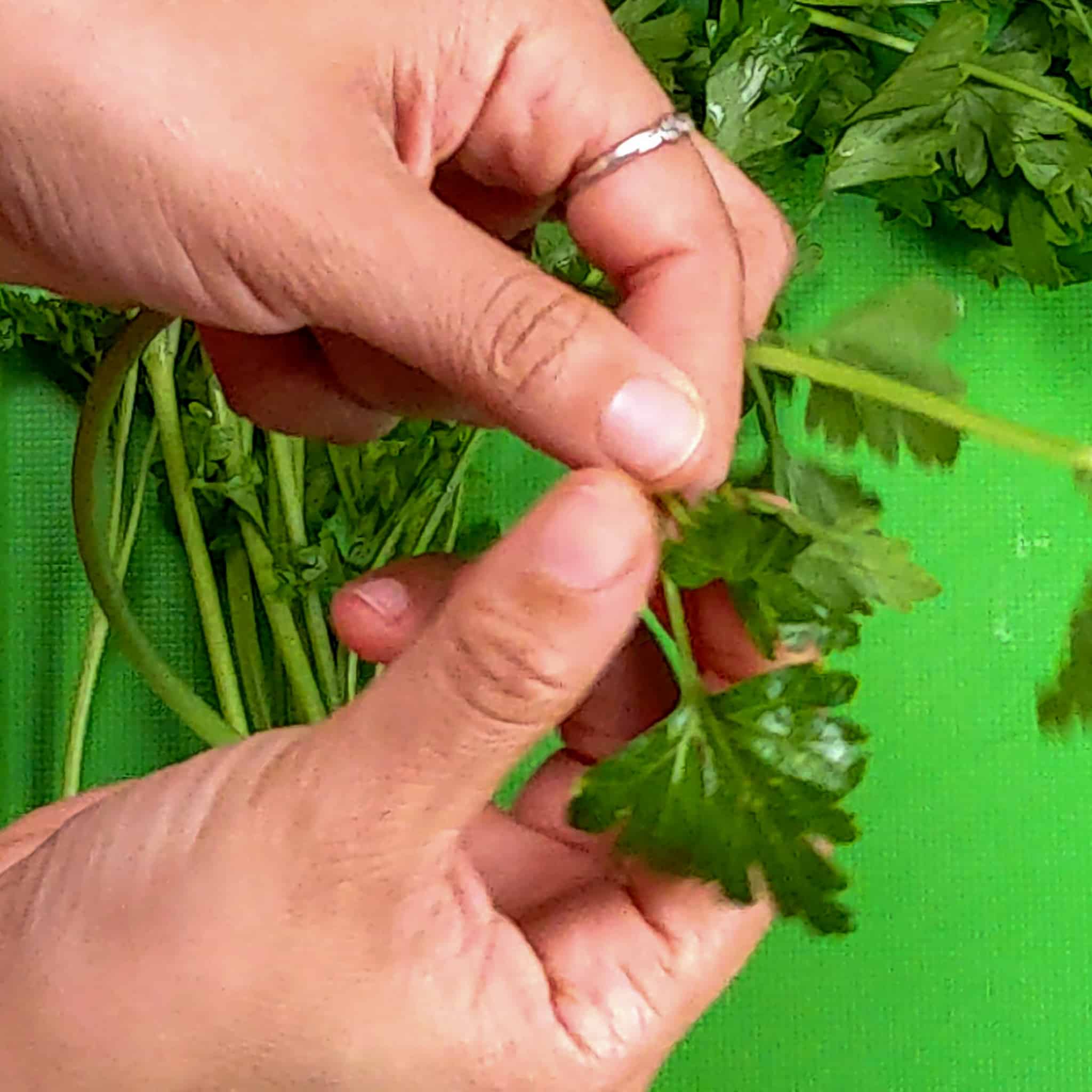 fresh parsley leaves being picked a ½ an inch from the leaf