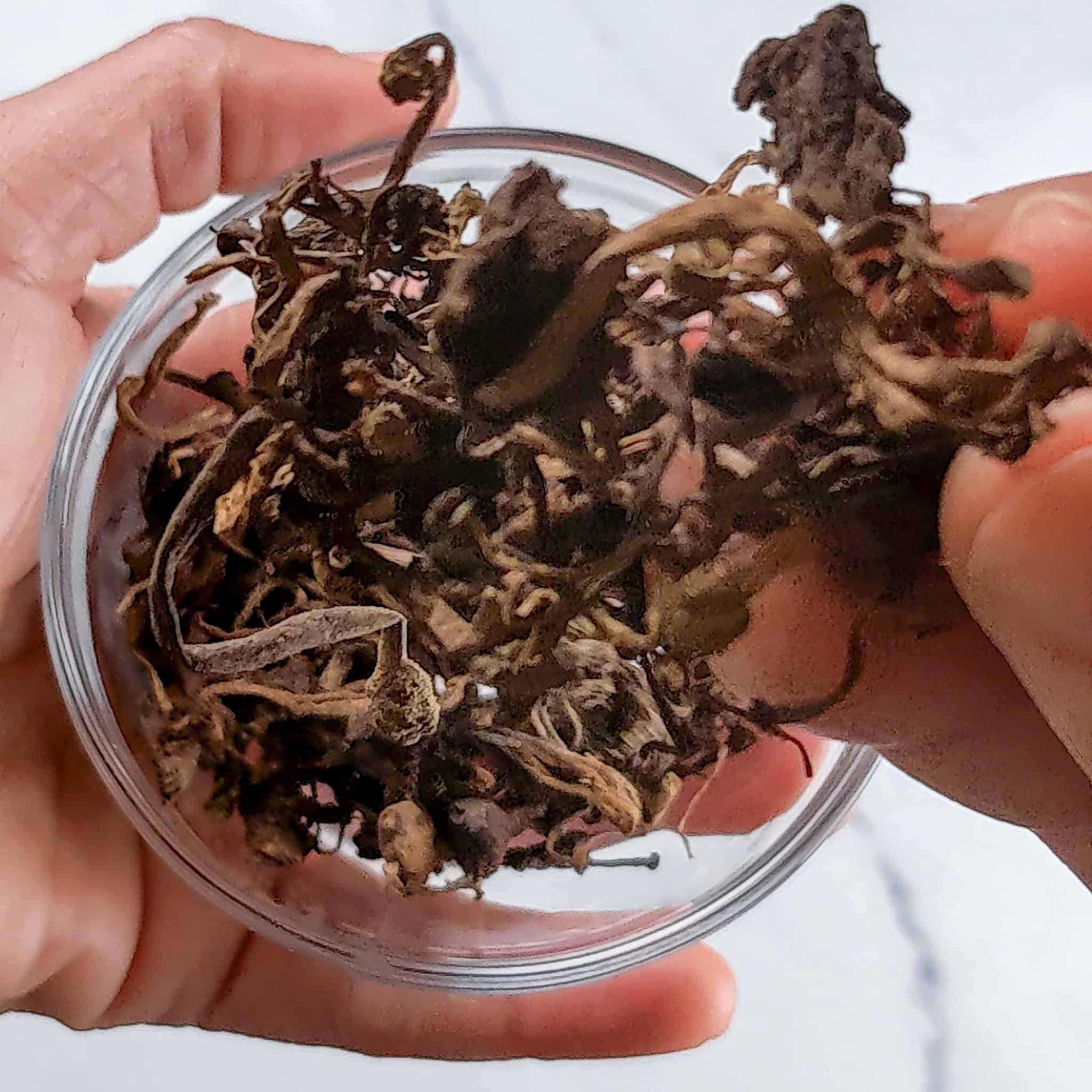 Close-up of dried Djon Djon black mushrooms in a small glass bowl held by two hands.