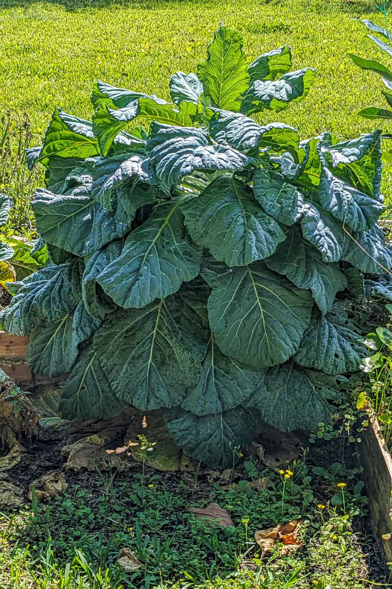 collard greens growing in chef maika's backyard.