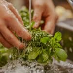 hands washing herbs under water in the kitchen sink.