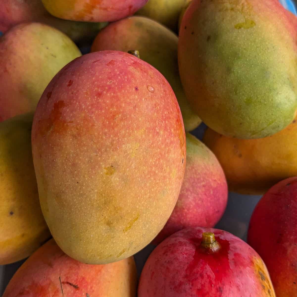 mangoes piled up.