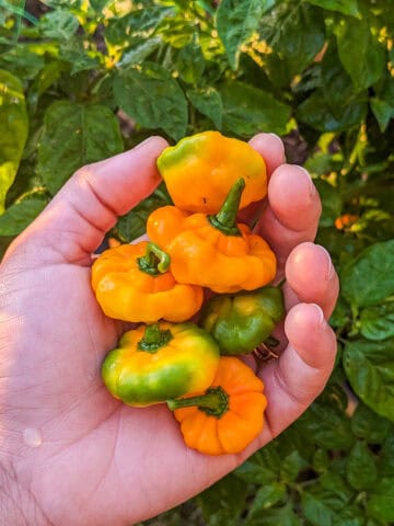freshly picked scotch bonnet peppers held in hand.