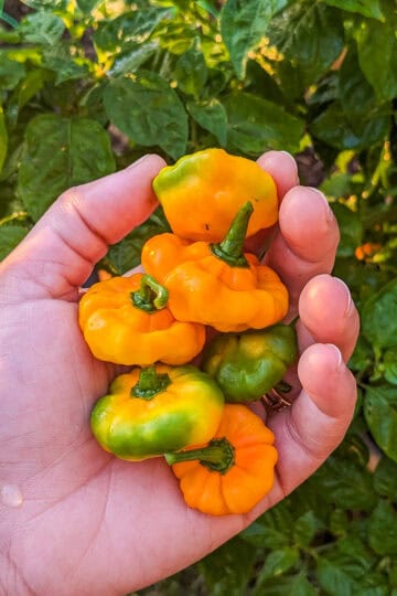 freshly picked scotch bonnet peppers held in hand.