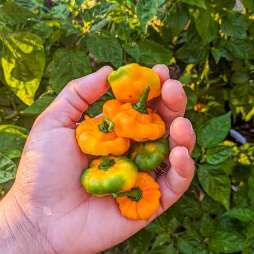 freshly picked scotch bonnet peppers held in hand.