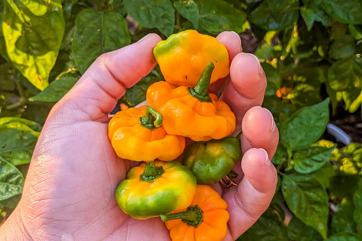 freshly picked scotch bonnet peppers held in hand.
