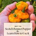 pinterest pin for the article about scotch bonnet peppers.
