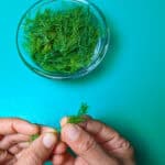 plucking fresh dill and placed in a glass container.