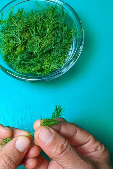plucking fresh dill and placed in a glass container.