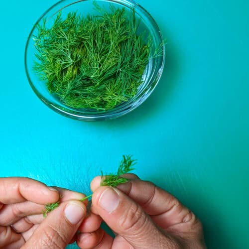 plucking fresh dill and placed in a glass container.