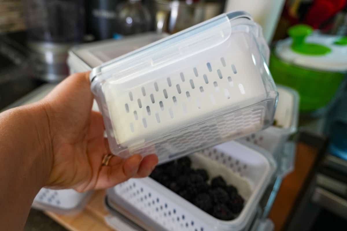 side view of empty 5-Pack Fruit Storage Container.