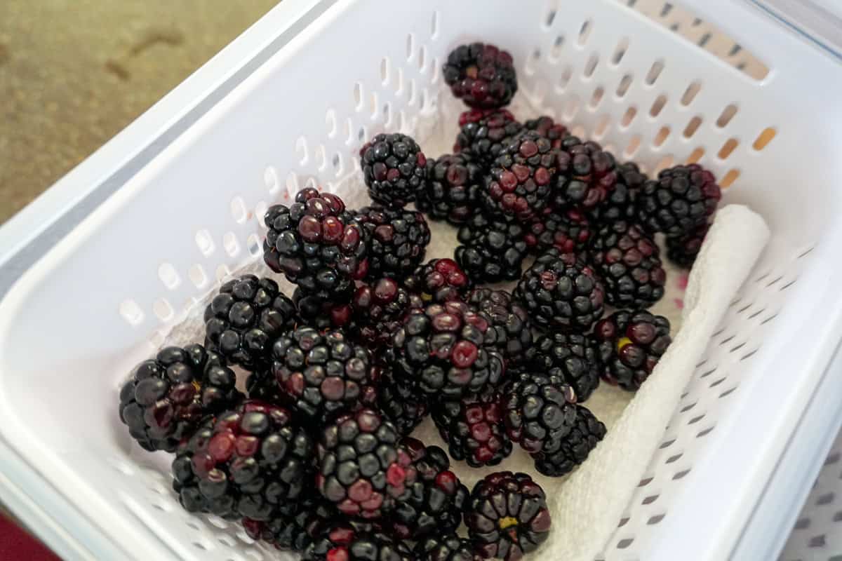 top view of blackberries in a Fruit Storage Container.