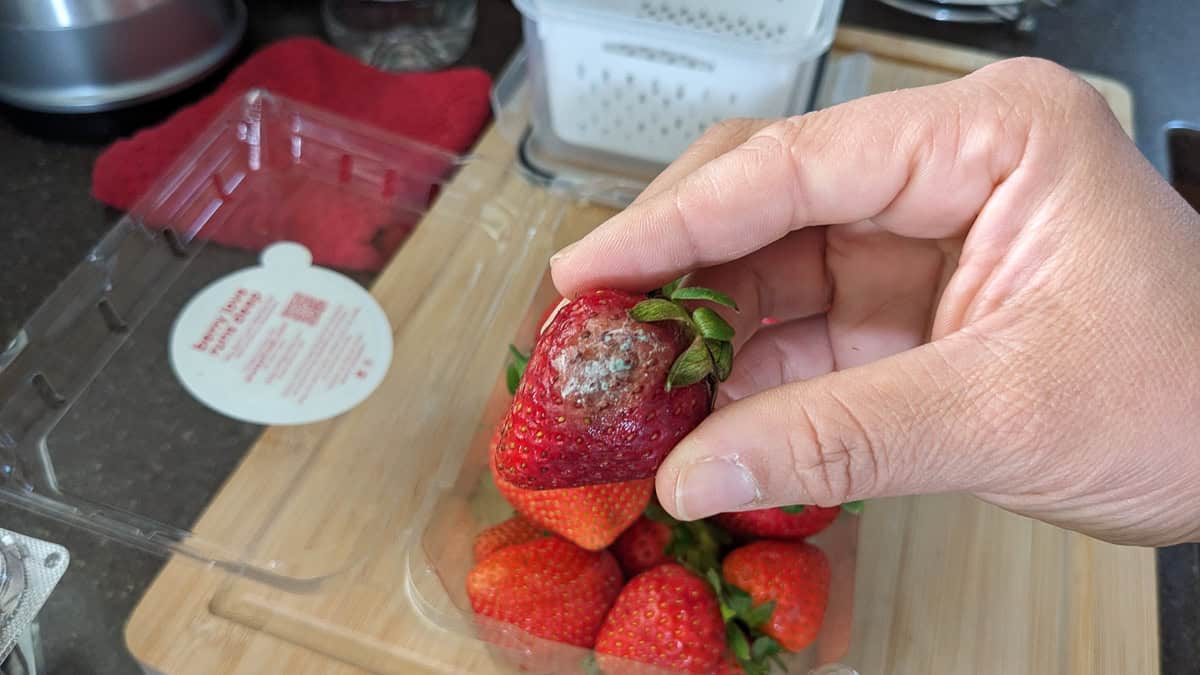 up close view of one strawberry with mold.
