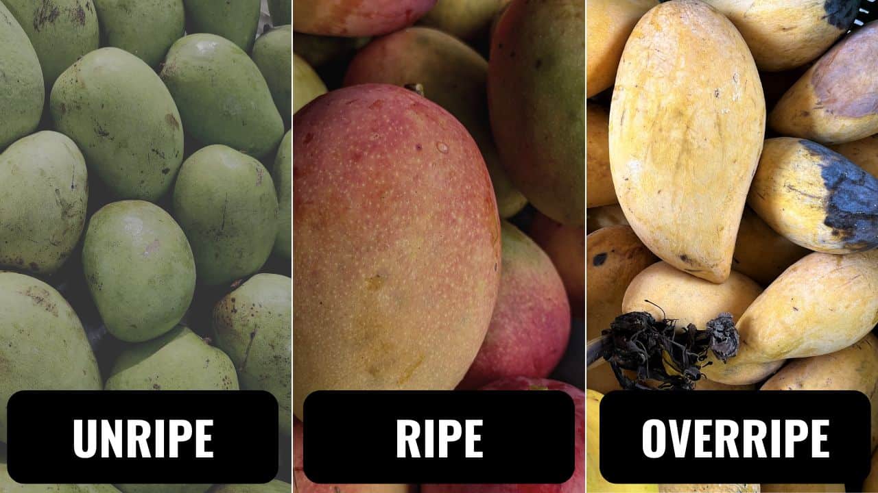 3 stages of mangos: unripe, ripe, and overripe.