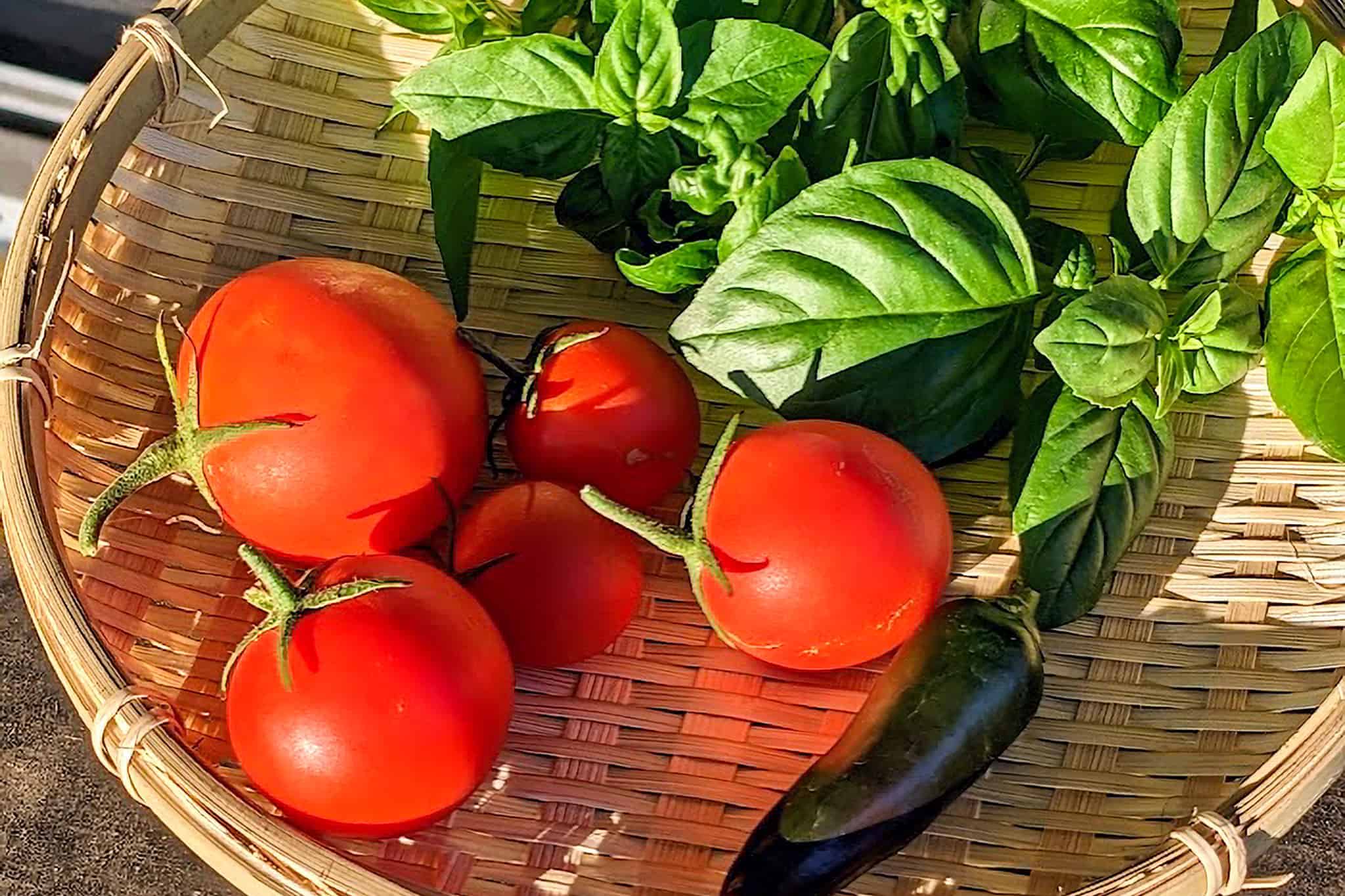 Fresh tomatoes, basil leaves, and a jalapeño pepper in a basket.