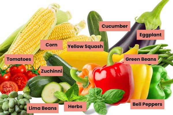 Fresh summer vegetables for seasonal cooking and recipes.