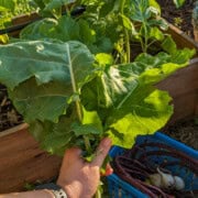 chef maika holding a bunch of collard greens with long beans in a basket.
