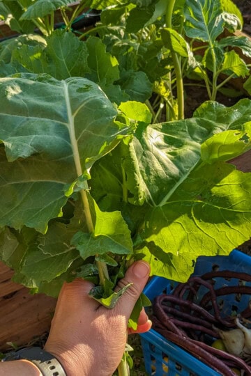 chef maika holding a bunch of collard greens with long beans in a basket.