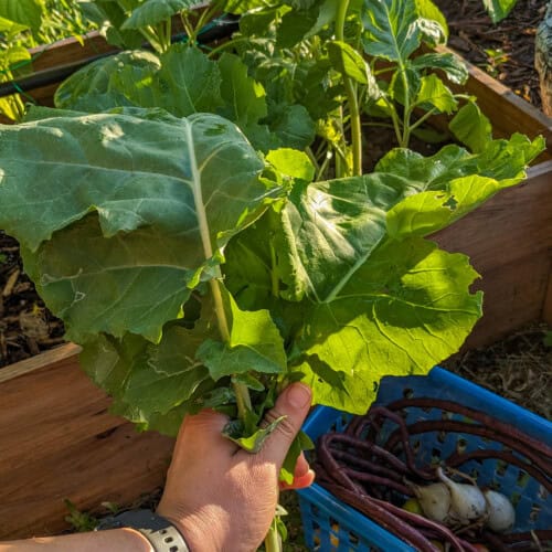 chef maika holding a bunch of collard greens with long beans in a basket.