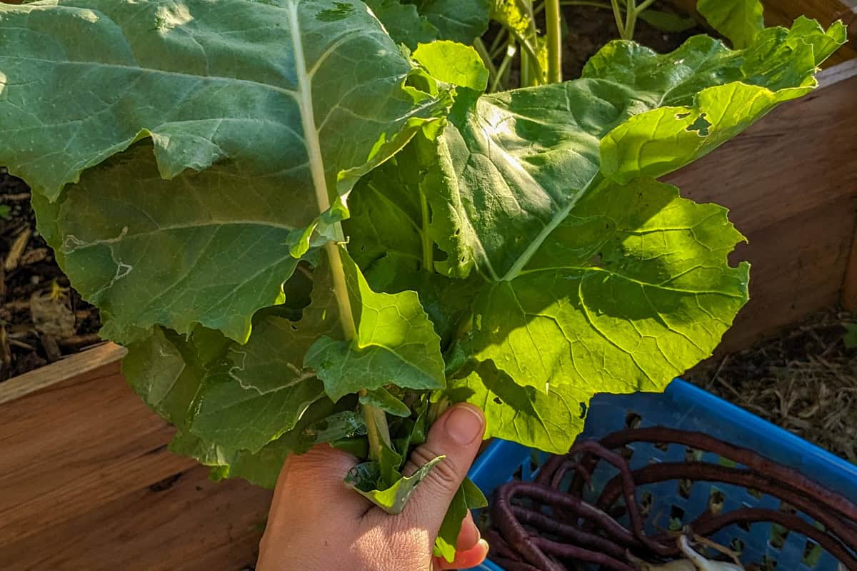 chef maika holding a bunch of collard greens with long beans in a basket.