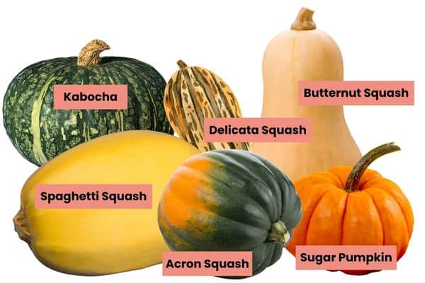 Fall squashes labeled.