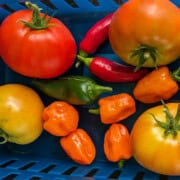 freshly picked tomatoes and peppers in a basket.