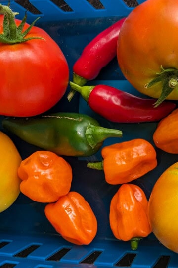 freshly picked tomatoes and peppers in a basket.
