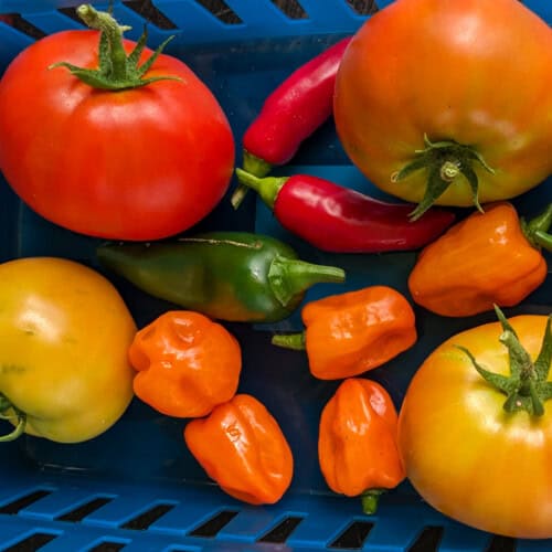 freshly picked tomatoes and peppers in a basket.