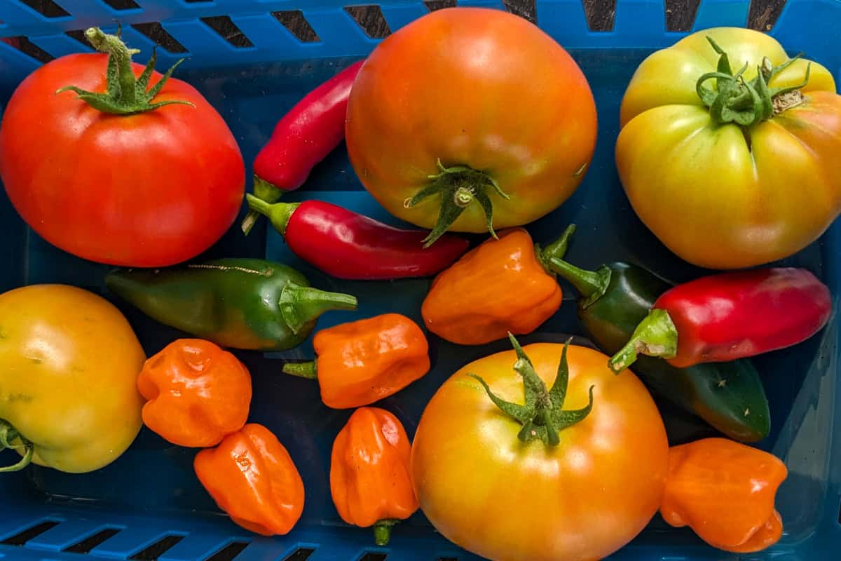 freshly picked tomatoes and peppers in a basket.